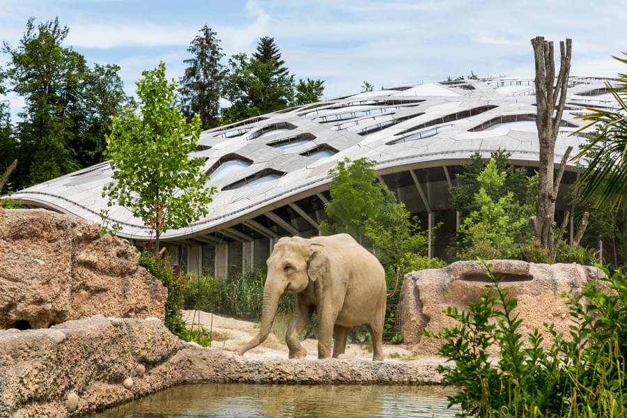 Admire the big Asiatic elephants in their natural habitat