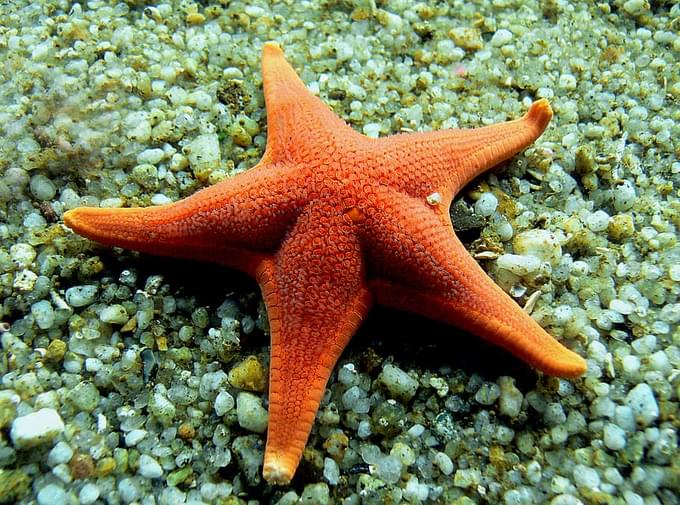 Sea Stars