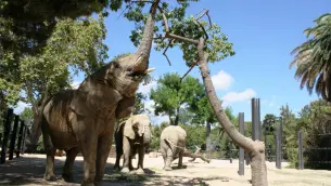 Admire the elephants from Africa in the Barcelona Zoo