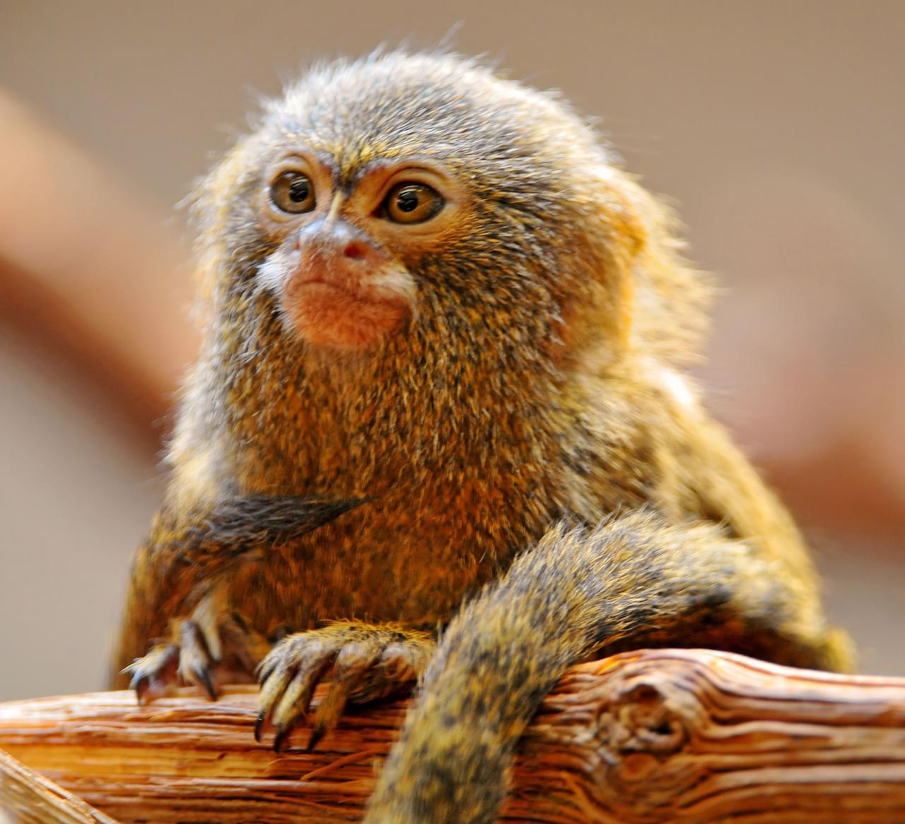 Helen Brach Primate House