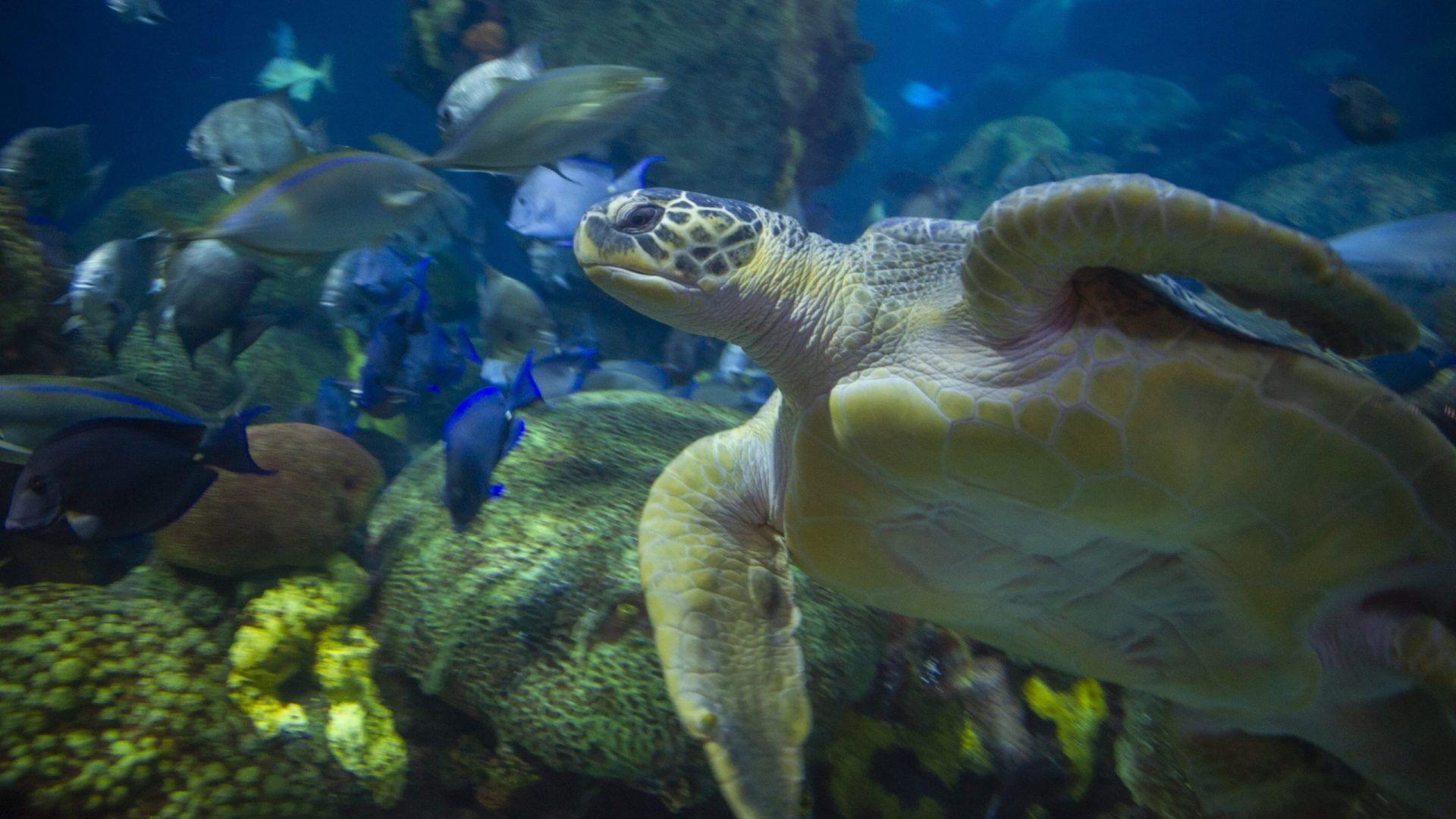 Tennessee Aquarium Tickets, United States Get Amazing Deals!