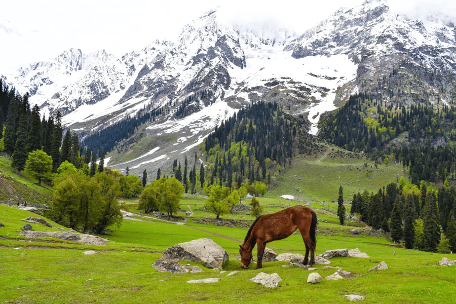 Kashmir Diaries with Vaishno Devi Temple Tour Image
