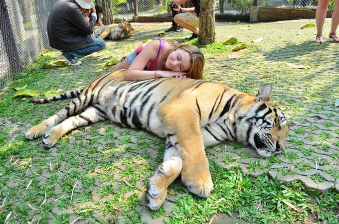 Tiger Kingdom Chiang Mai