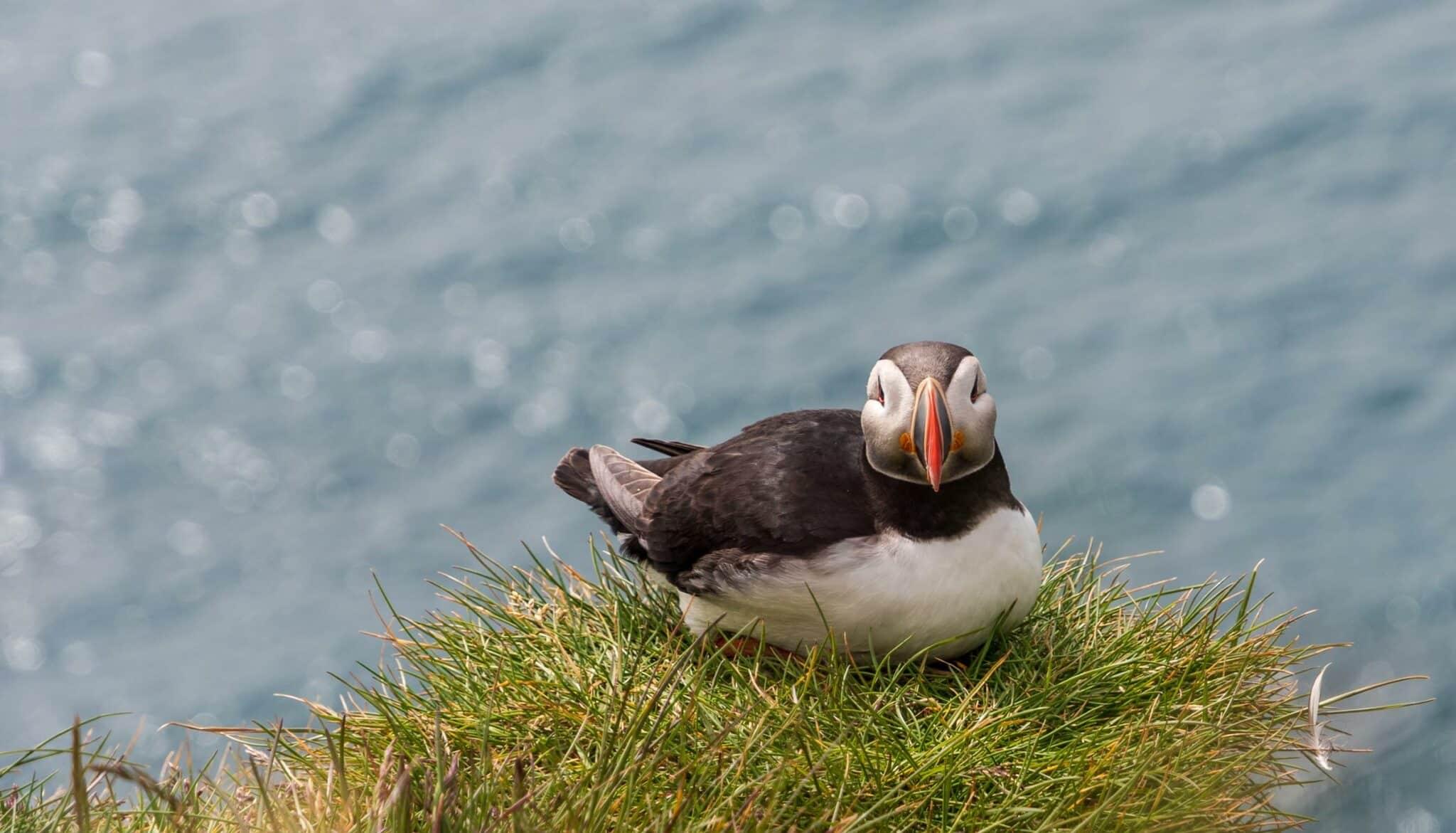 Admire the Seabird Diversity