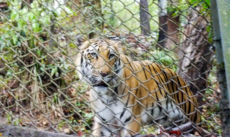 Padmaja Naidu Himalayan Zoological Park