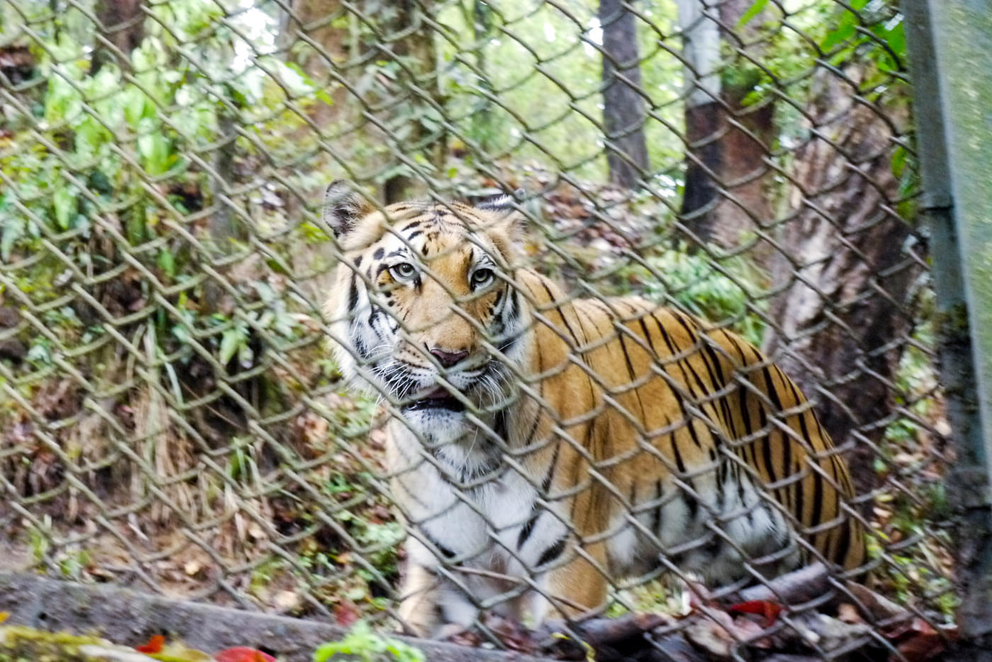 Padmaja Naidu Himalayan Zoological Park Overview