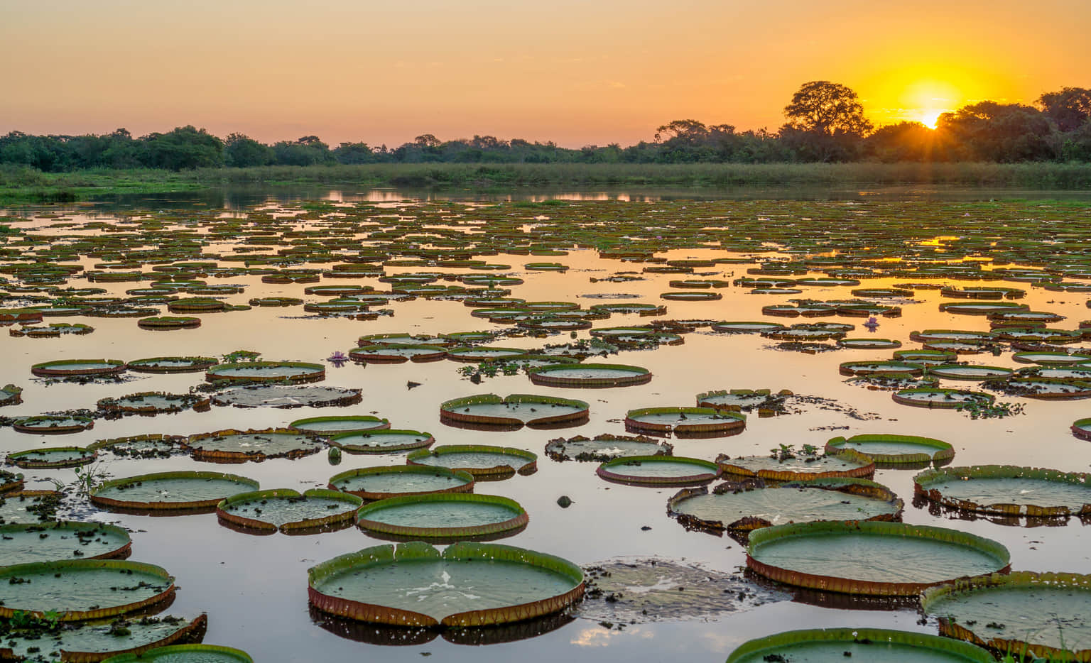The Pantanal, <em>Brazil</em>
