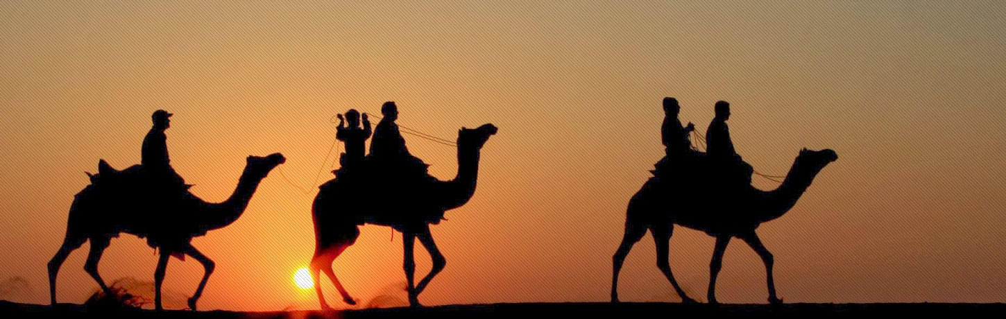 Camel Safari in Leh