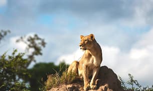 Lion spotted during game drive in Kruger National Park