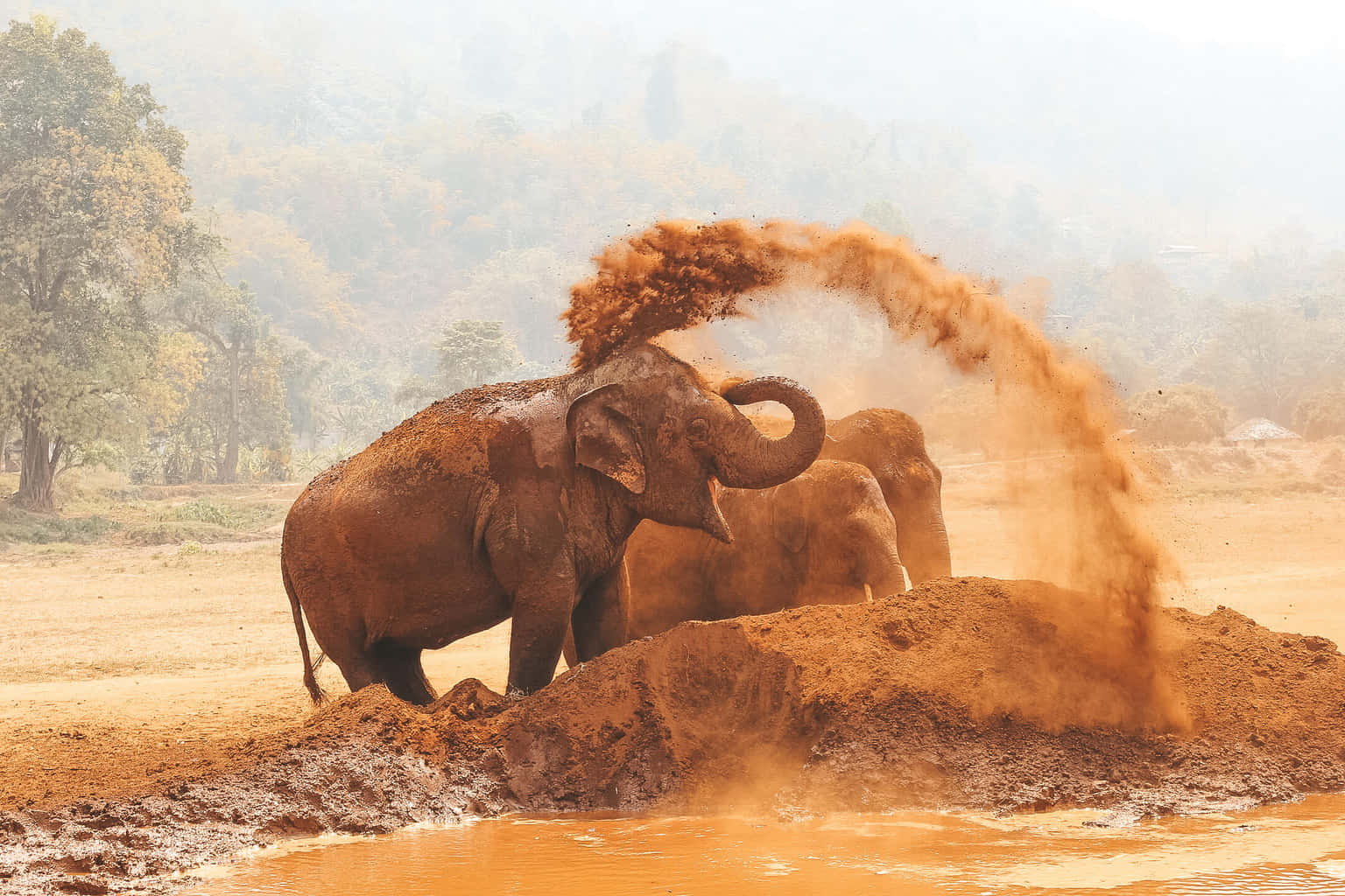 Elephant Nature Park Chiang Mai