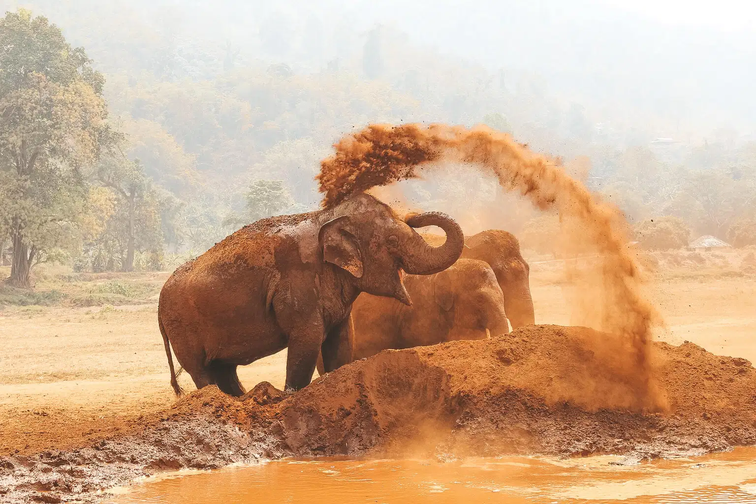 Elephant Nature Park Chiang Mai