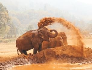 The elephants of Thailand are famous all over the world