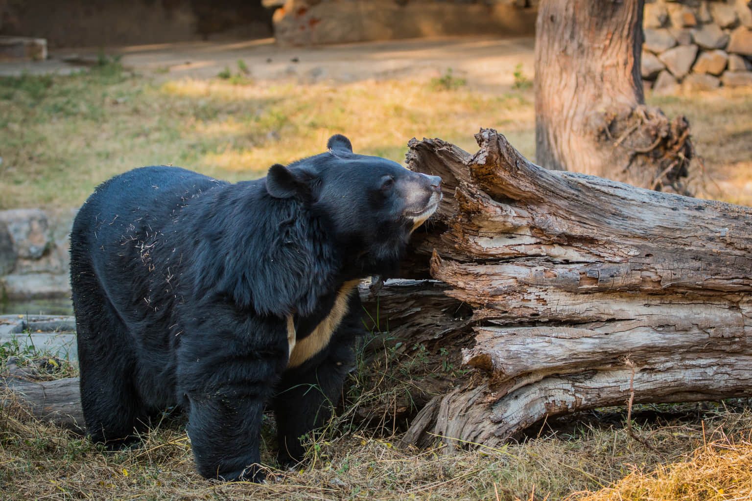 National Zoological Park, <em>Delhi</em>