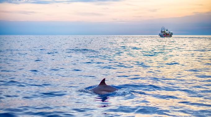 Dolphin Watching Mallorca Tours