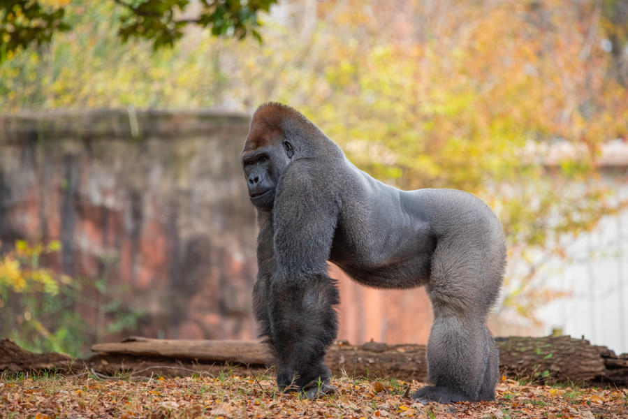 See biggest populations of great apes in North America
