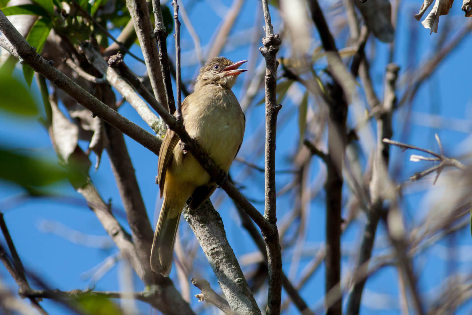Birdwatching