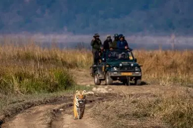 Embark on a Jeep Safari
