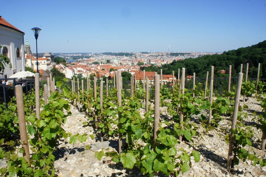Vineyard Garden in Prague Castle