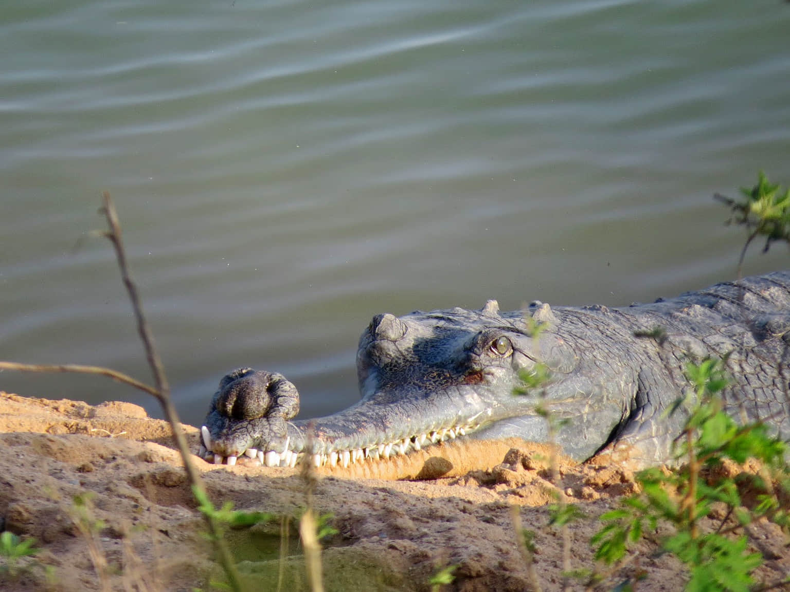 Ken Gharial Sanctuary, <em>Khajuraho</em>