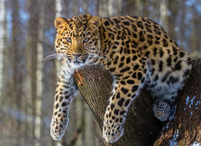 Amur Leopard in  Brookfield Zoo