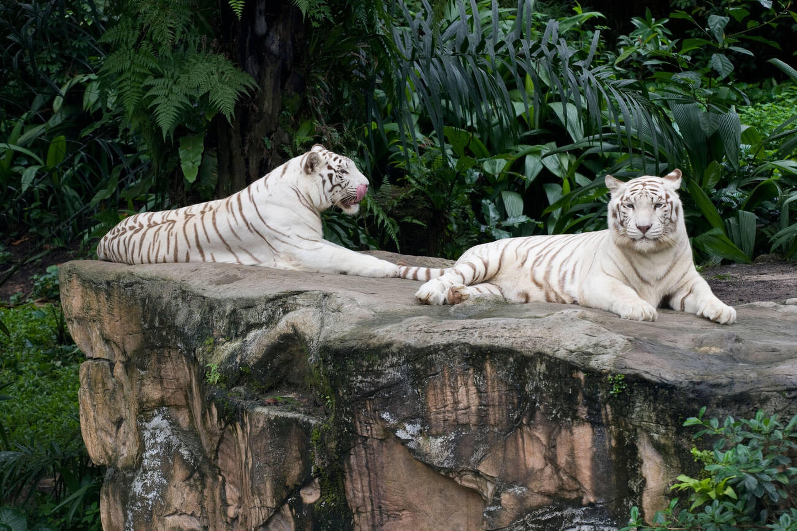 Singapore zoo white tiger