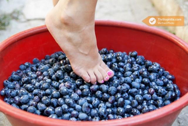 Wine Tour With Barefoot Grape Stomping Image