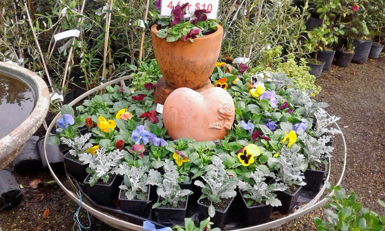 Kaipara Coast Plant Centre & Sculpture Gardens