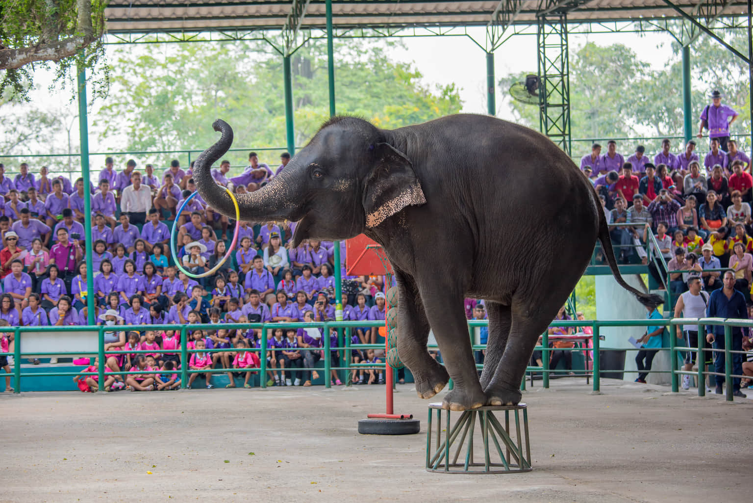 Watch Various Animal Shows