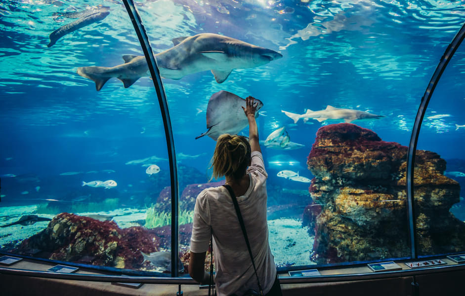 Walk thourgh the Mediterranean-themed aquarium which houses fascinating marine animals