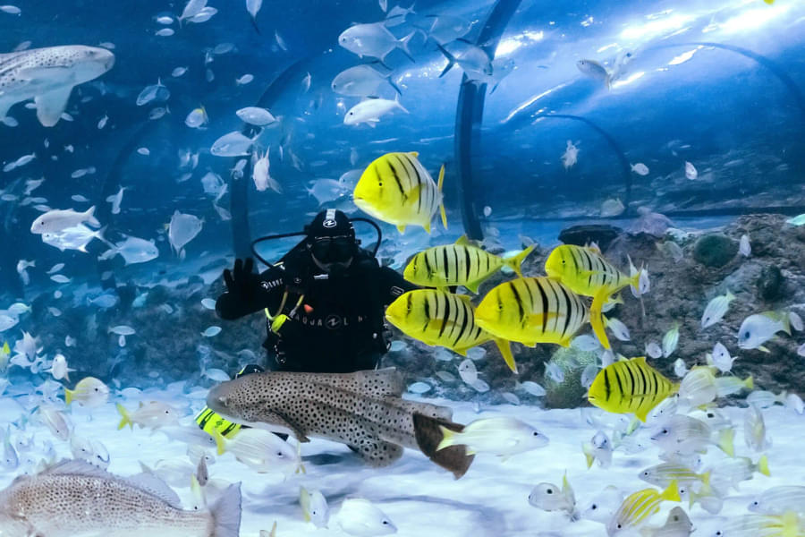 Look at thousands of marine animals at Middle East's largest aquarium