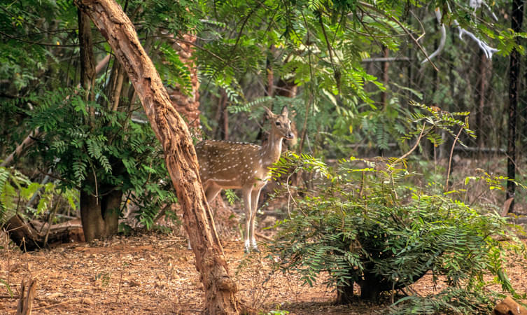Indira Gandhi Wildlife Sanctuary And National Park