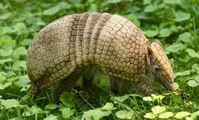 Southern three-banded armadillo