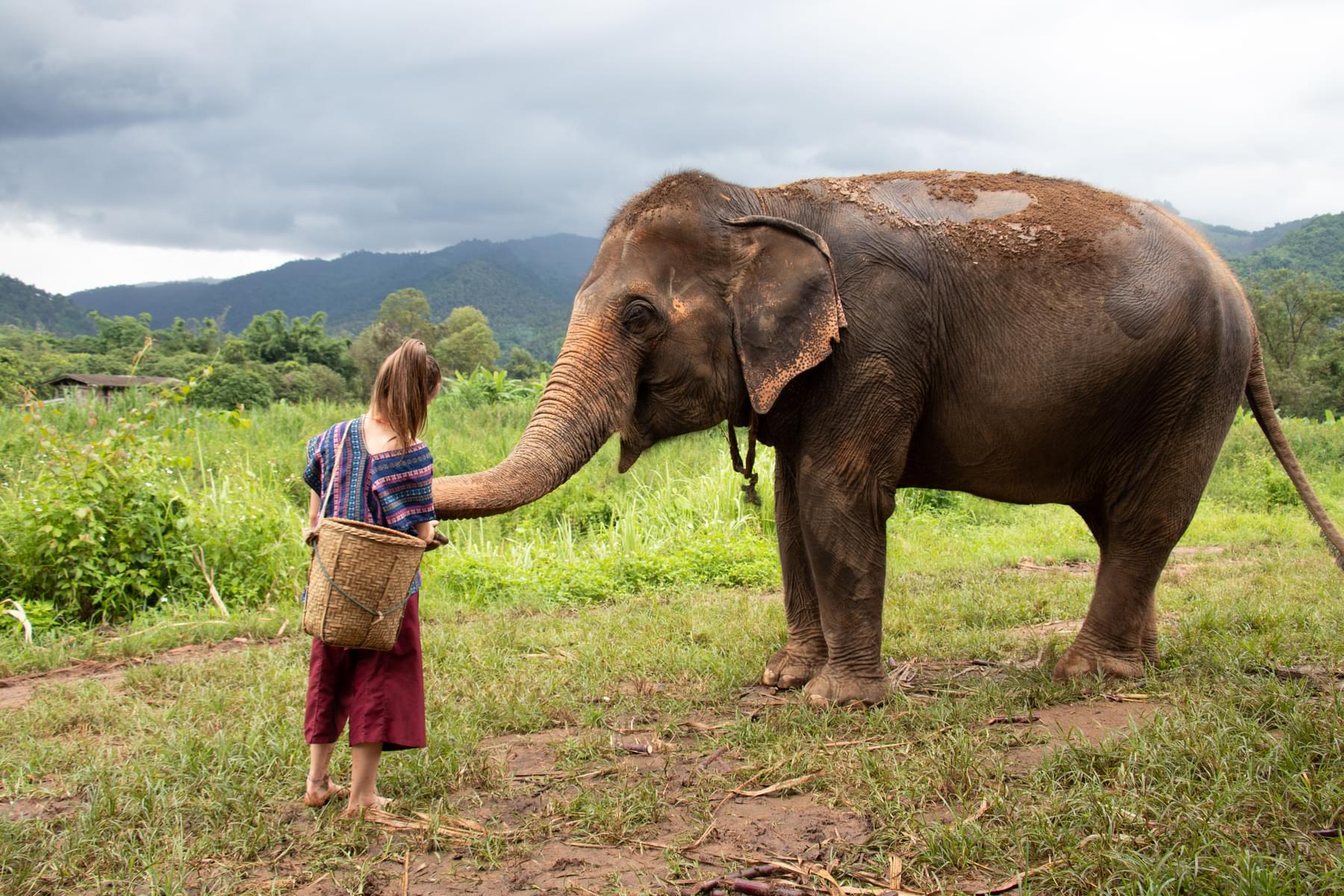 12 Elephant Sanctuaries in Chiang Mai That You Can't Miss