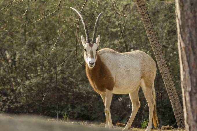 paris zoological park