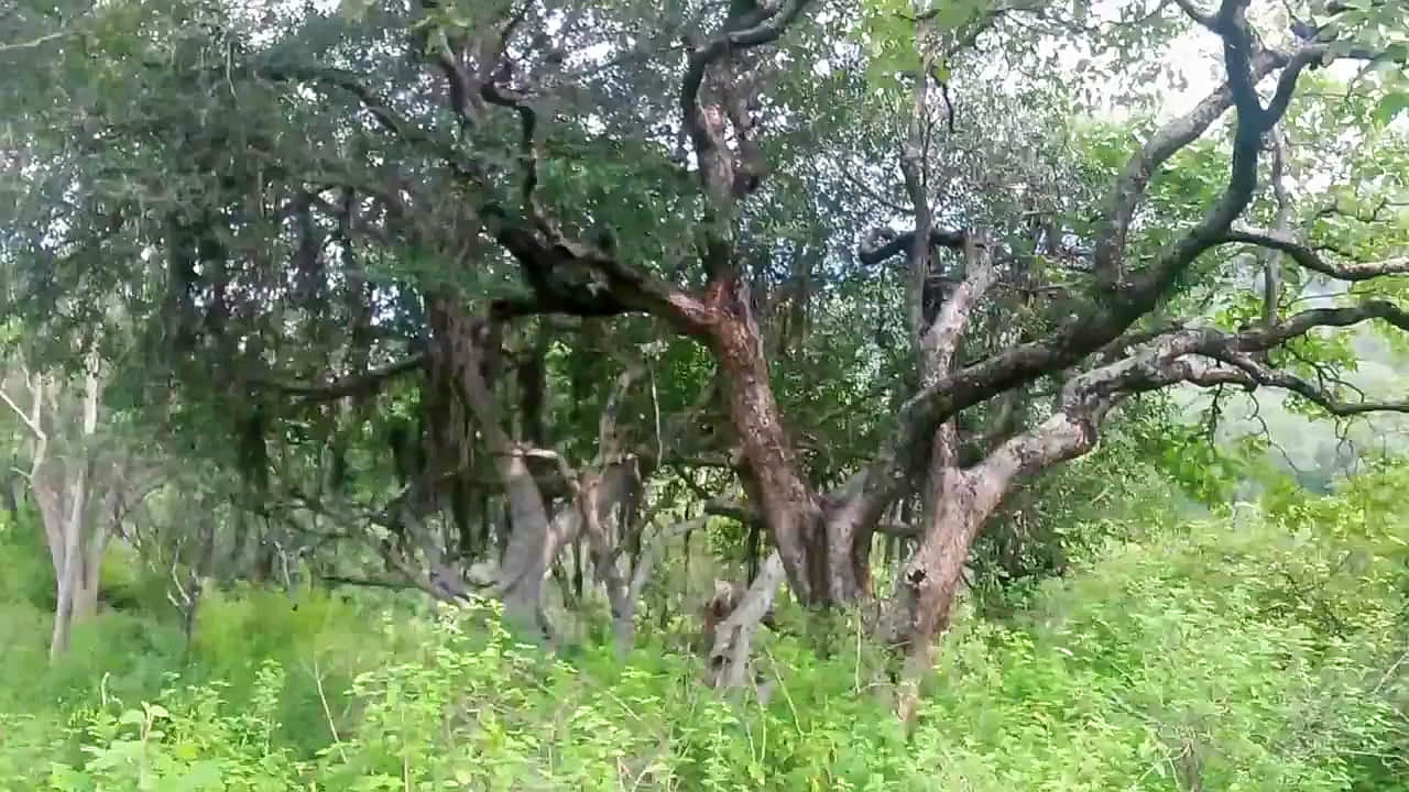 Photo from Mahesh Arora's trip