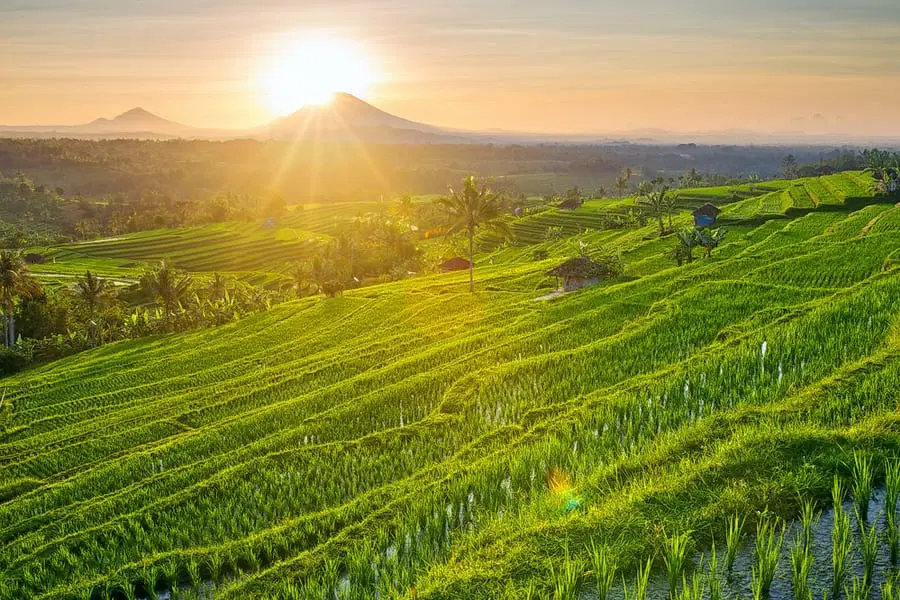 Jatiluwih Rice Terraces