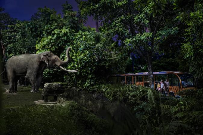 Hop on the guided tram and embark on an unforgettable journey through Singapore Night Safari