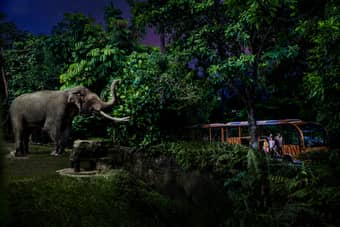 Hop on the guided tram and embark on an unforgettable journey through Singapore Night Safari