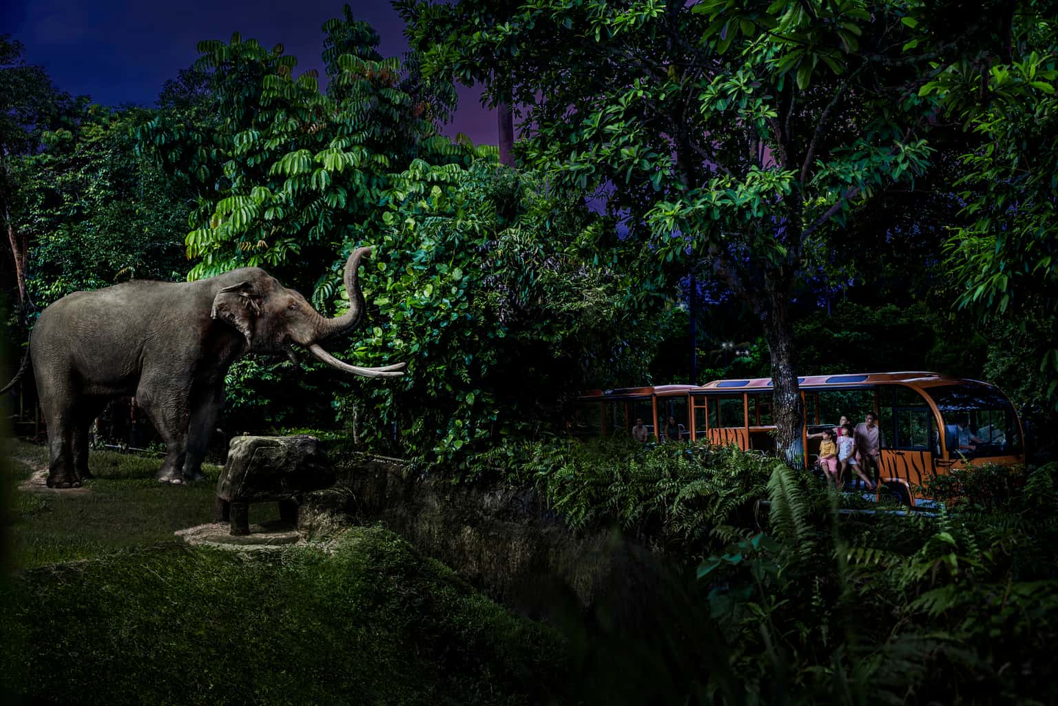 Singapore Night Safari Tickets with Tram Ride | Mandai Wildlife Reserve