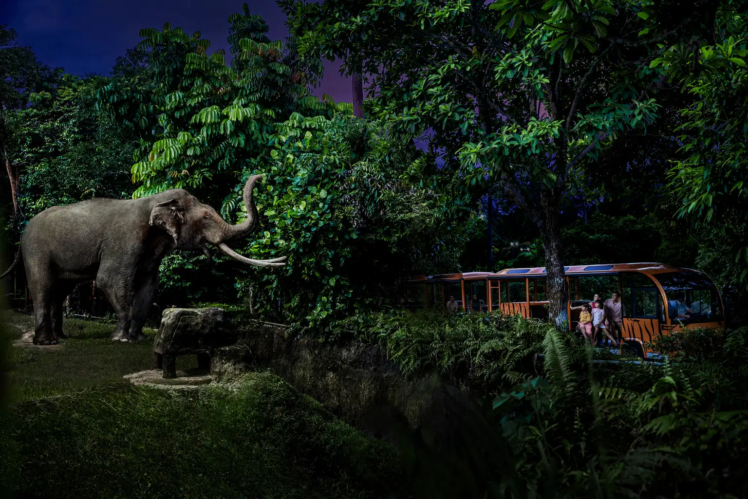 Singapore Night Safari Tickets with Tram Ride | Mandai Wildlife Reserve
