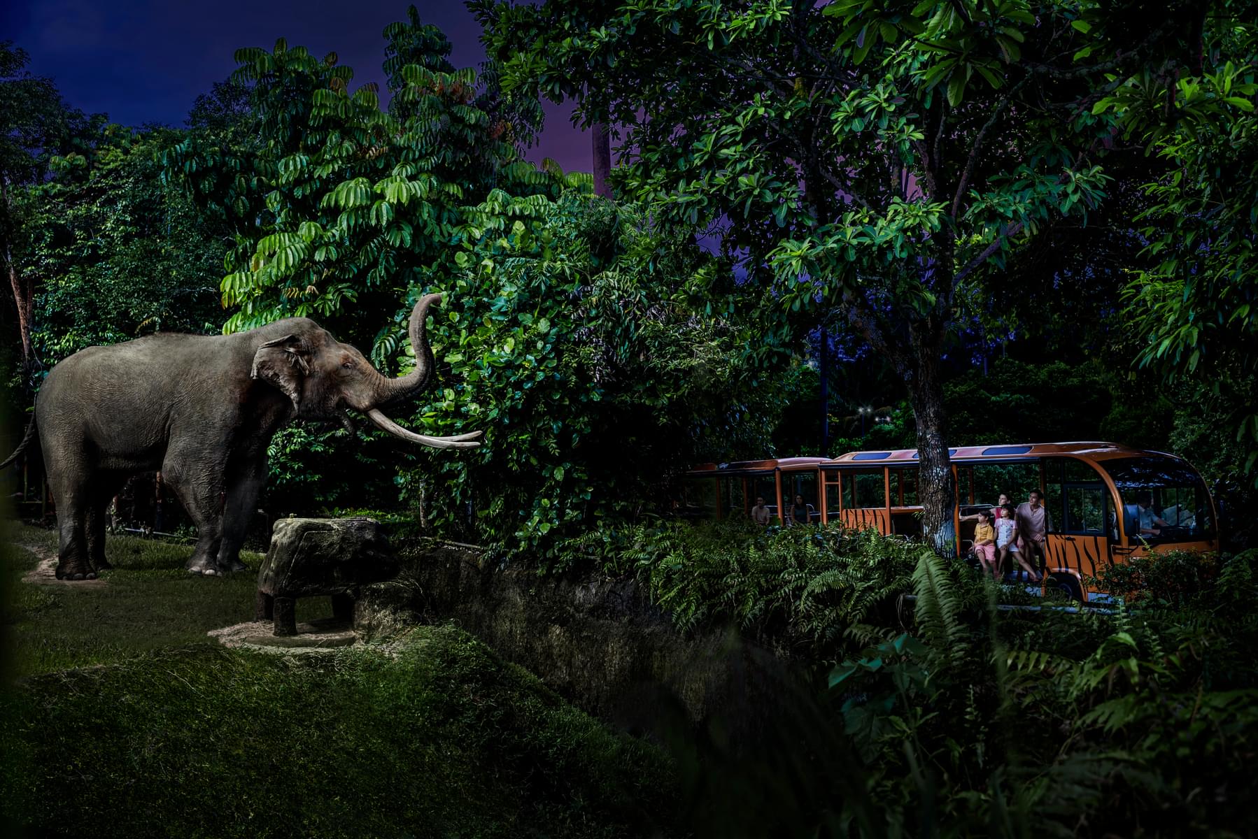 Have a memorable night at the Singapore Night Safari watching nocturnal creatures under the moonlit canopy