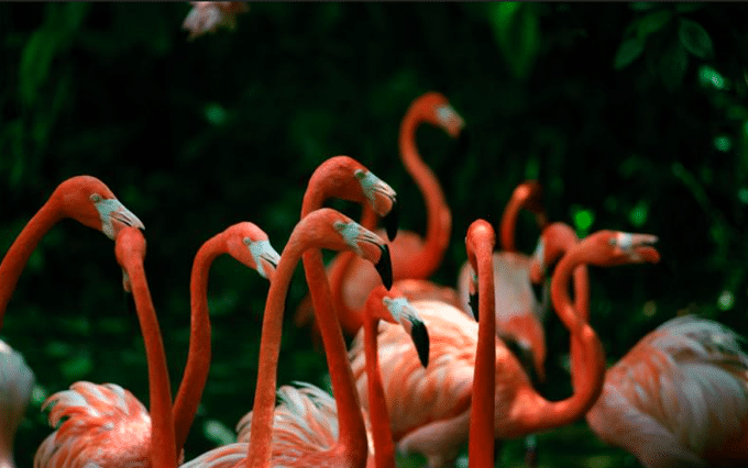 Tips to Visit Bird Paradise