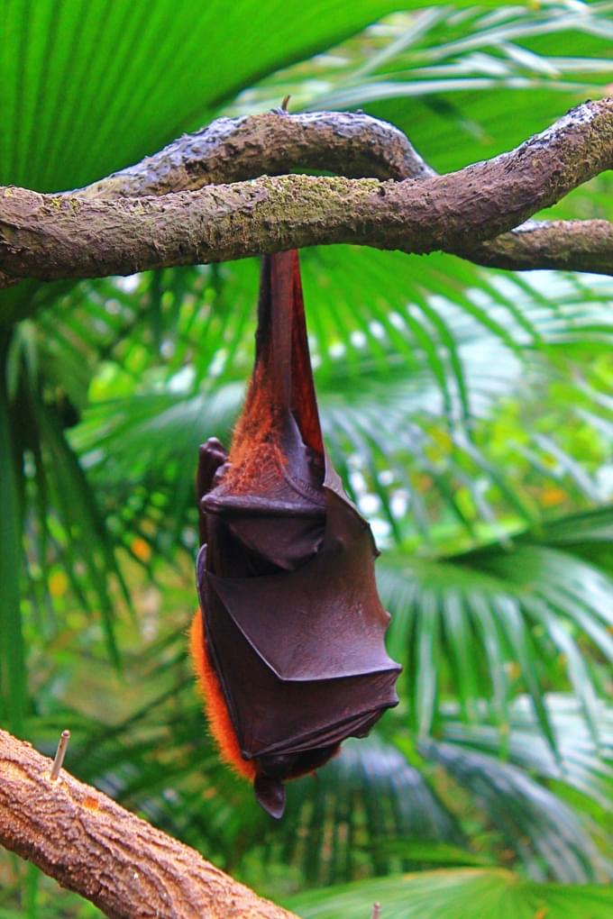 Malayan flying fox