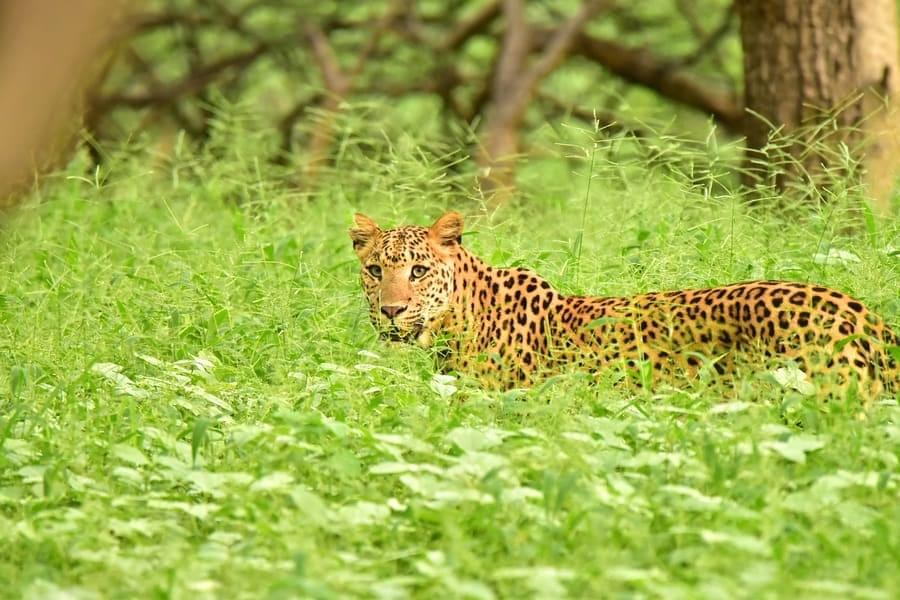 Explore Kumbhalgarh Wildlife Sanctuary