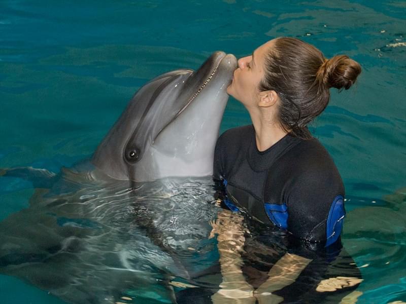 Dolphin Show in Dubai