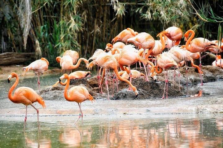 Flamingo in Barcelona Zoo