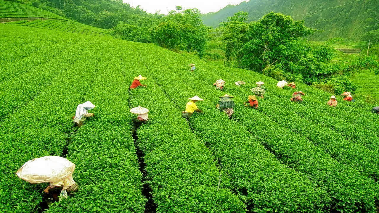 Tea Gardens, <em>Palampur</em>