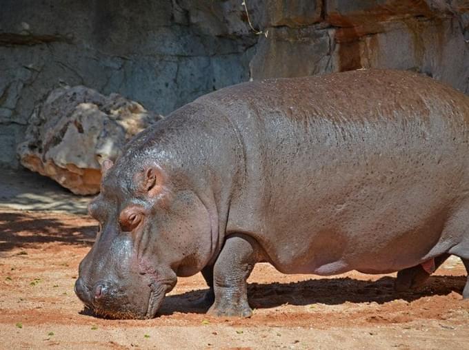 Hippopotamus in Valencia Bioparc