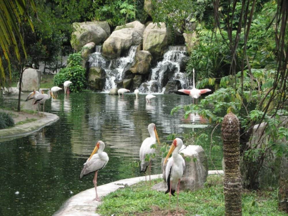 The Free-Flight Walk-In Aviary:
