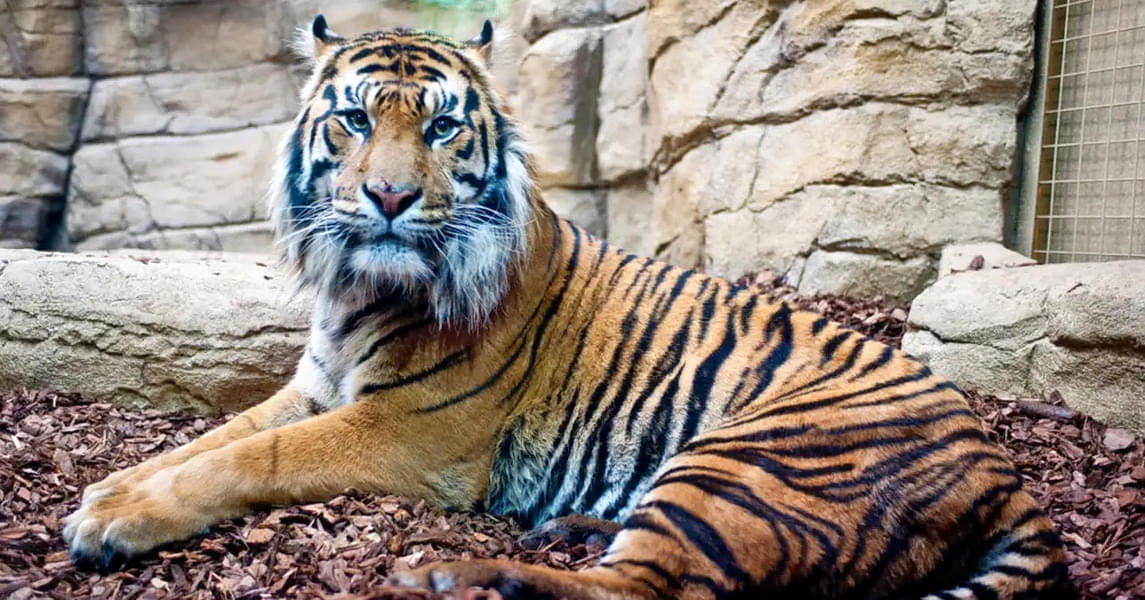 Witness one of the most wildest and largest living cat species of the zoo, the tiger 